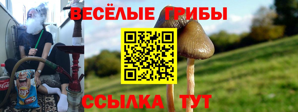 Псилоцибиновые грибы мицелий  Псилоцибиновые грибы прущие грибы  Вход с VPN  Биробиджан 